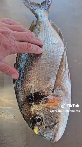 Deniz Çipurası Nasıl Olur? Trança, Sparus Aurata, Dorada