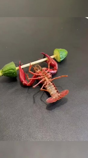 wonderpet_planet (@wonderpet_planet)’s videos with 原聲 - wonderpet_planet