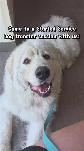 Our team traveled to New Jersey to transfer our program dog, Polaris, to his new handler. These two shared a bond incredibly quickly and it was amazing to watch their wokring relationship blossom ❤️ #servicedogtraining #servicedogs #woofcraftinc #servicedogintraining #servicedogtrainer