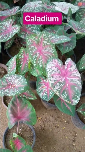 how to grow & care caladium #colourful #attractiveplant #viral #caladium #plantsinpots #trending