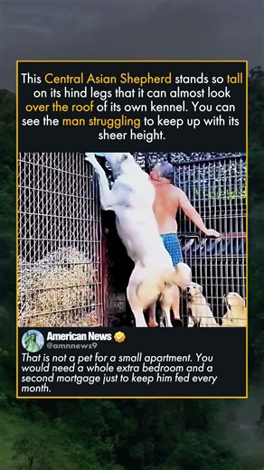 LIVESTOCK GUARDIAN ON HIND LEGS