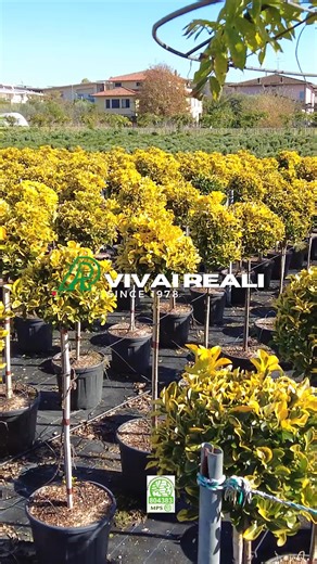 VIVAI REALI on Instagram: "We are specialists in the cultivation of a wide range of plants in pot on a surface of at least 30 hectares: our best products are hedging and ornamental plants and trees, specimen shrubs, conifers, topiary art, trellis, pleached trees, bamboos. It’s important for us to grow sustainably, which is why we have transitioned to growing 100% peat-free Mail-info@reali.it Site-https://www.reali.it/ - Italy Via Dei Bianchi 6/A loc Masiano - 51100 Pistoia, Italy - #ItalianNurse