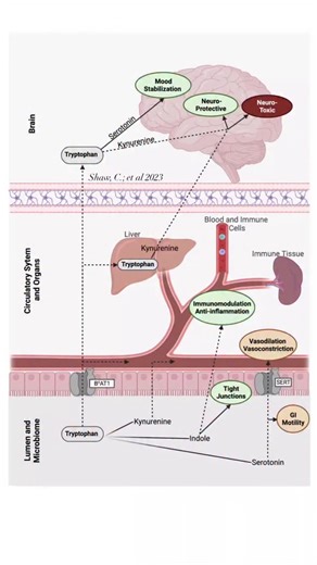 @biochemistry_nutrition_medlab on Instagram‎: "The 3 major routes of tryptophan after ingestion, metabolism,& absorption in the human gut🧠tryptophan can be absorbed into the blood stream & metabolized via the kynurenine pathway in the liver or via the serotonin or kynirenine pathway in the brain.Within the gut tryptophan can also be funneled towards the kynurenine,indole,or serotonin pathway.These 3 metabolic pathways contain neuroactive metabolites that affect host physiology & neurology.Fadin