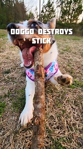 Playing Fetch With My Doggo 😁 | Jay Brown