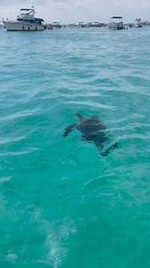 12K views · 117 reactions | Destin’s marine life 朗 Book your trip to Destin, Fl with Crab Island Jimmy's Charters • Pontoon Boat Rentals  (850) 687-9112 | Crab Island | Facebook