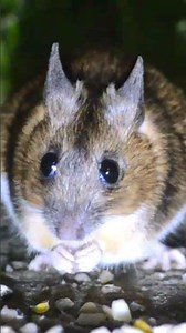Yellow-Necked Mouse feeding by the Oast on the Bough Beech Nature Reserve