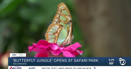 Butterfly Jungle experience returns to San Diego Zoo Safari Park