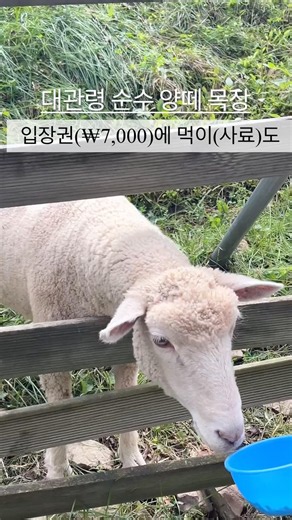 #대관령양떼목장 #평창여행 #라마다호텔 #평창 #양떼목장