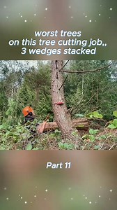 worst trees on this tree cutting job ,, 3 wedges stacked, Part 11 | Buckin' Billy Ray Smith