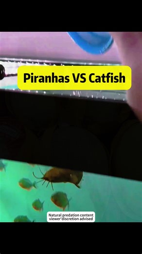 Piranhas VS Catfish #Science #FishFeeding#StrangeFish#AnimalScience | fish