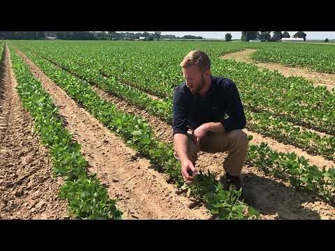 Importance of Corn and Soybean Crop Rotation On A Farm