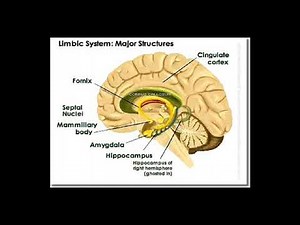 physiology Emotion & Motivation the Limbic System