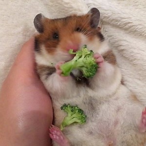 1.8M views · 73K reactions | ❤️ | The Pet Collective | Facebook