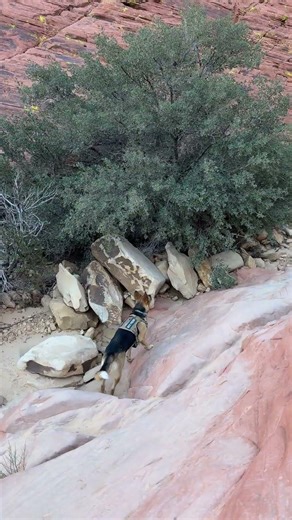 My Dog Living Her Best Life in Red Rock
