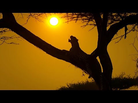 Serengeti II | Trailer | BBC Earth