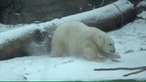 95K views · 1.4K shares | Nora and a few river otters enjoyed today's snow at the Oregon Zoo! | KGW-TV | Facebook
