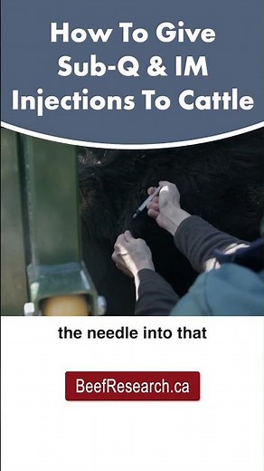 How to give subcutaneous and intramuscular injections to beef cattle #veterinarian #beefcattle