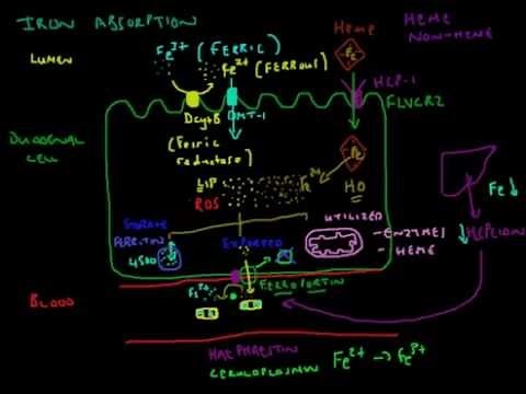 Iron Absorption Explained