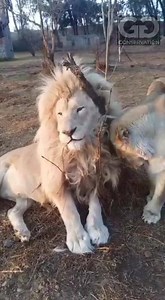 159K views · 4.5K shares | When Shalom shares his hairbrush you know it’s love... King Shalom and Queen Ariel live outside Lion House in the background. You can stay in Lion House ... contact us for details. | GG Conservation Glen Garriff | Facebook