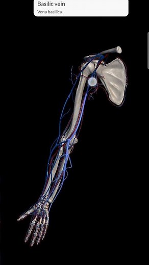 Anatomy of upper limb | 3D animation of upper limb #anime #anatomy #humananatomy #biology #mdcat