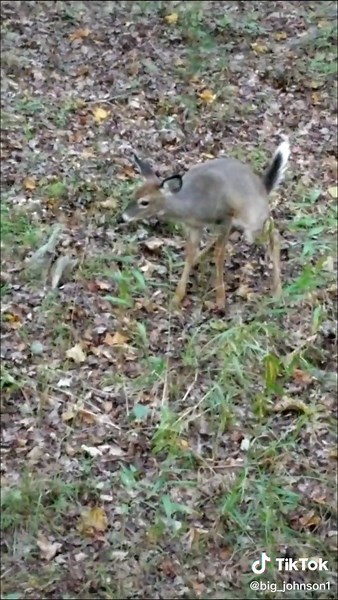 Do Deer Poop in the Woods? Exploring Whitetail Bathroom Habits