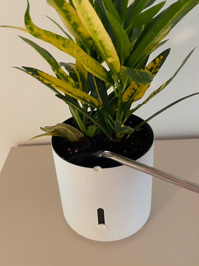 Det her gør Side Level Planter til mere end bare en plantepotte: ✅ Viser præcist hvornår din plante skal have vand ✅ Forhindrer overvanding og rådne rødder ✅ Dansk, minimalistisk design der passer ind i ethvert hjem ✅ Produceret i små serier for at sikre kvaliteten ✅ Inkluderer startpakke med jord, perlite og hvide sten ✅ Livstidsgaranti på hele potten 💧 Reserver nu og få en eksklusiv startpakke og lanceringsrabat, når vi åbner salget | Moii Copenhagen