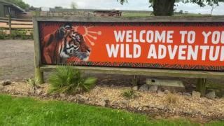Our lionesses have all settled well into their new home, so we're inviting you to go behind the scenes with Adam and Charlotte, to see how we moved the three lionesses to our new Big Cat Habitat in collaboration with the West Midland Safari Park team 🦁🦁🦁 | Blackpool Zoo
