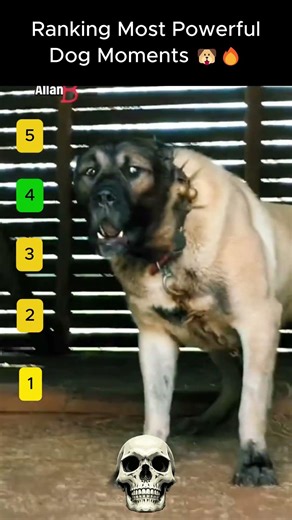 Most Powerful Dog Moments 🐶🔥 | Guard Dogs in Action #pets #tibetanmastiffpuppies #dogshorts #pets