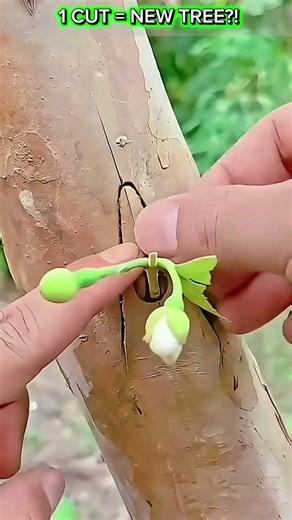Crazy Grafting Hack – One Cut and the Branch Still Lives?!