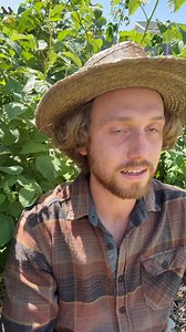 Sage Smoke Survival is back! | Sage Smoke Survival