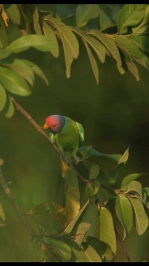 3.6K views · 80 reactions | Plum-headed Parakeet Psittacula cyanocephala | MZ BIRDS FARM | Facebook