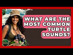 What Are The Most Common Turtle Sounds? - Reptilian Wonders