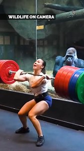 Woman vs Gorilla Weightlifting | Wildlife On Camera
