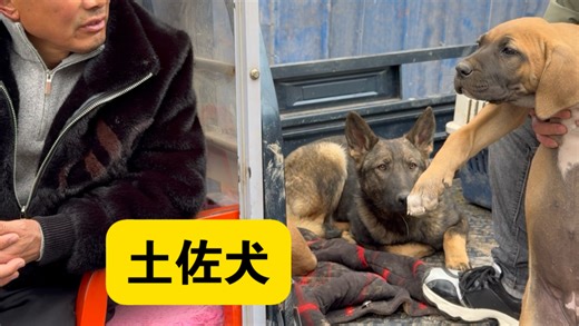 日本斗犬土佐犬，大型猛犬