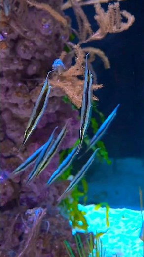 These unique RAZORFISH swim vertical