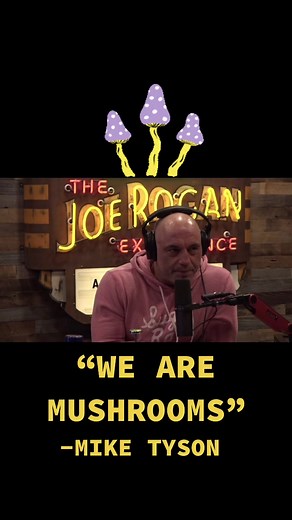 “WE ARE MUSHROOMS” @miketyson #mushroom #mushrooms #joerogan #fungi #fyp #facts #mycology #art #ancient #mystery #history #secret #jre #fungifacts #giftideas #forager #science #spirituality #aliens #diy #trending #viral #funfacts #foryou #foryoupage #tiktok Timelape by @ryno_photo