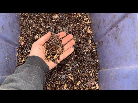 Cleaning and processing honey locust seeds