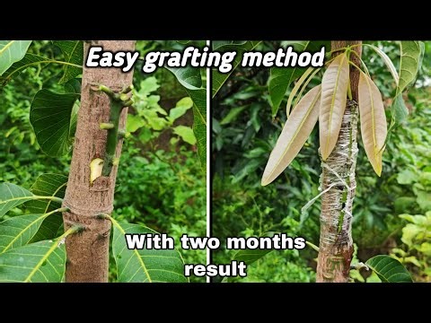 Mango grafting method | Easy mango grafting technique for beginners