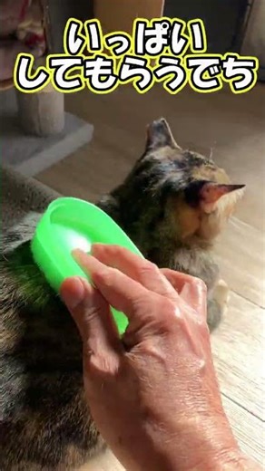 もっとブラシしてって言ったのに…やめるの早すぎひん？ #猫 #cat #保護猫 #ブラシ #日向ぼっこ