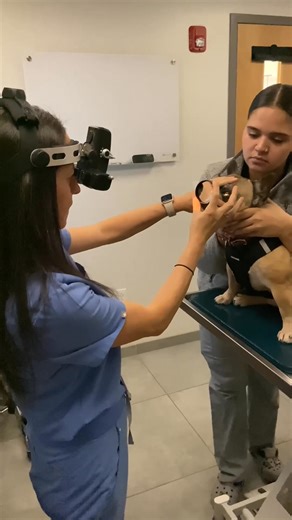 Does your pet have a first-time visit scheduled with CUVS' ophthalmology service? 👀🐾 If so, here is what to expect for their very first appointment with Board-Certified Ophthalmologist Dr. Rachel Wynne, MS, DVM, DACVO. 👁️ Cornell University Veterinary Specialists' ophthalmology service is led by a board-certified veterinary ophthalmologist, giving you and your pet access to exceptional expertise, care, and state-of-the-art instrumentation. Initial consultations with our ophthalmologist are on