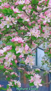 5K views · 223 reactions | Malus Spectabilis ❤️ #malusspectabilis #flowers #flowerlovers #flowerphotography #nature #naturelovers #naturephotography #fypシ #fyp #fypviral #fypviralシ #fypviralシ゚ #fypシviralシ2024 #fypシ゚viralシ #viralvideos #viralvideoシ #viral #viralreelsfb #viralreels #reels #reelsfacebook #reelsfbシ #reelsvideo #reelstrending #fbreelsfypシ゚viralシ #fbreelsfypシ゚ #fbreels #fbpost2024 #fbviralreels Nature Lover | Nature Lover | Facebook