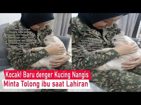 The moment a cat cries for help from its mother to give birth to its first child/funny compilation