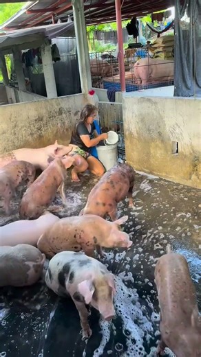 The Truth About Pig Feeding No One Told You #PigNutrition #Livestock #FarmLife