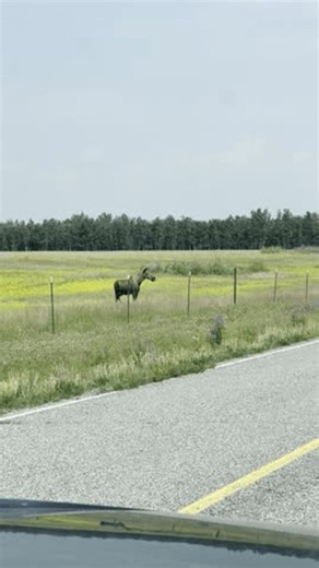clip-4003899877-baby-moose-jumping-over-fence-walking-onto