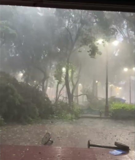 Heavy Storm Winds Topple Giant Tree in Mexico City