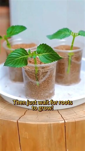 Easy mint cuttings #plant #garden #vegetables #cutting #mint | Smart Farm