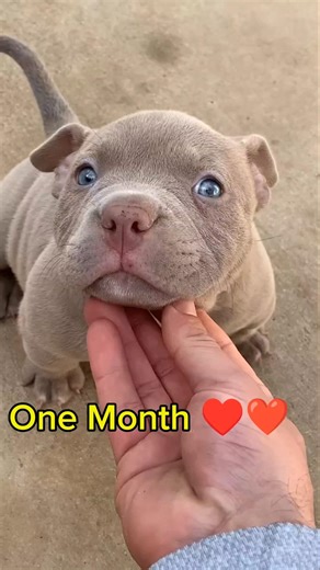 American Bully Transformation: One Month vs One Year #americanbully #pitbull #rottweiler #labrador