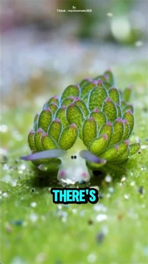 This cute animal lives in water.