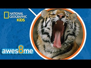 Chilling Chompers | Awesome 8