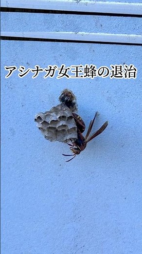 女王蜂と巣の退治 #農業 #昆虫 #アシナガバチ #女王蜂 #ノンノンベリー #ブルーベリー